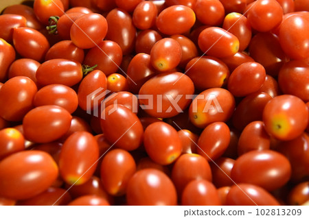 蕃茄 蕃茄 102813209