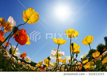 Iceland Poppy 1394 Iceland Poppy 1394 102813241