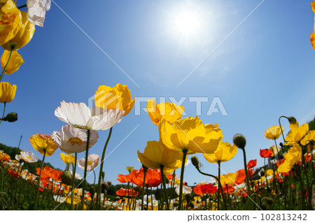 Iceland Poppy 1400 102813242