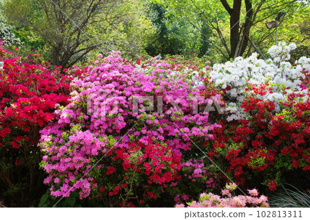 Colorful azaleas in full bloom at Ashikaga Flower Park 102813311