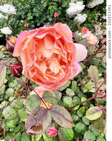 漂亮的玫瑰 102813361