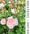 漂亮的玫瑰 102813366