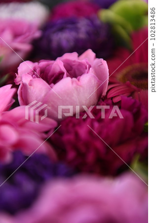 花 102813486