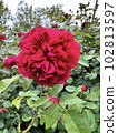 漂亮的玫瑰 102813597