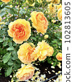 漂亮的玫瑰 102813605