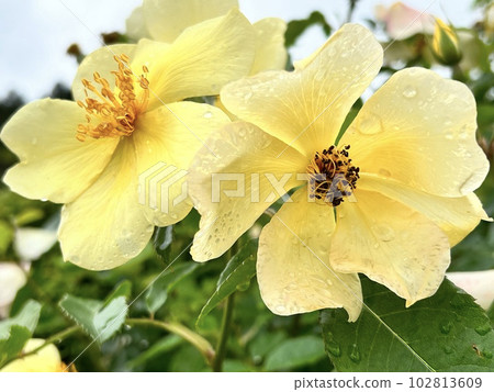 漂亮的玫瑰 漂亮的玫瑰 102813609