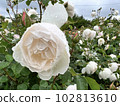 漂亮的玫瑰 102813610