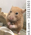 嚼倉鼠 102813803