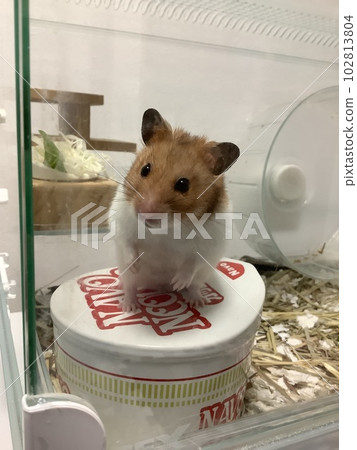 倉鼠歪著頭 倉鼠歪著頭 102813804