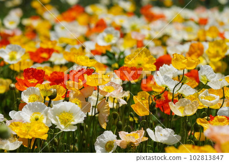 Iceland Poppy 1552 102813847
