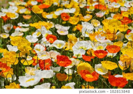 Iceland Poppy 1556 102813848