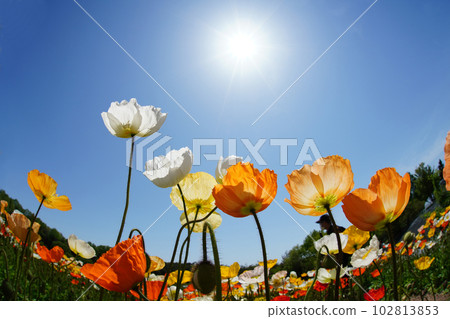 冰島罌粟1304 102813853