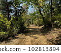 森林景觀 102813894