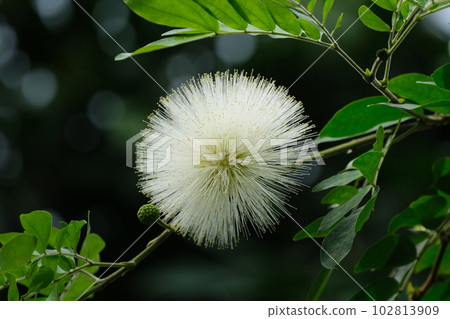 calliandra haematocephala flower calliandra haematocephala flower 102813909