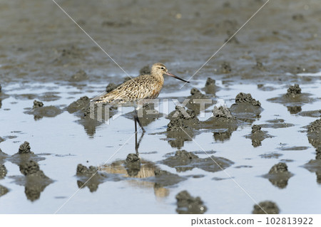 Flying fish 102813922