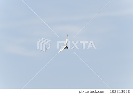小燕鷗 小燕鷗 102813938