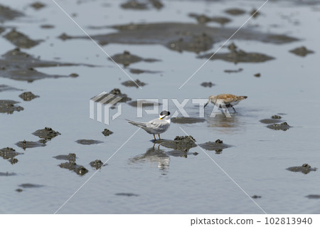 Little tern 102813940
