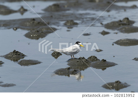 Little tern 102813952