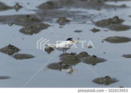 Little tern Little tern 102813953