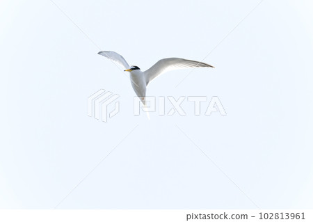 Little tern Little tern 102813961
