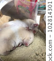 嬰兒火腿並排睡覺 102814301