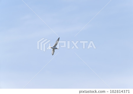Little tern 102814371