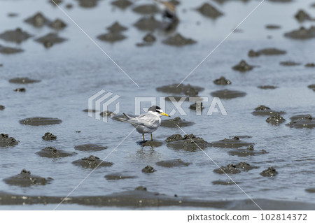 Little tern Little tern 102814372