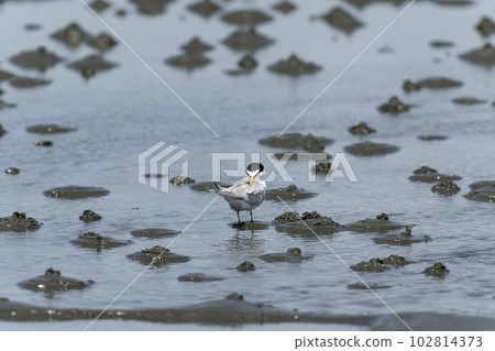 Little tern Little tern 102814373