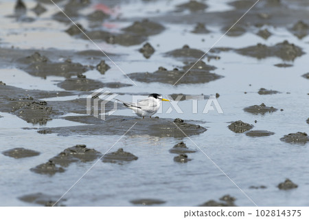 Little tern Little tern 102814375