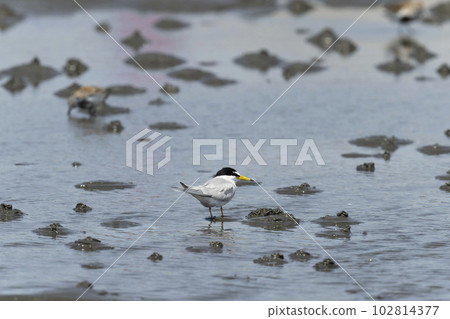Little tern Little tern 102814377