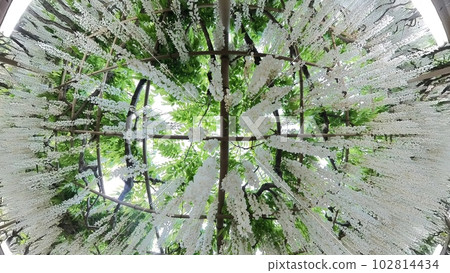 hangning wisterias in spring season in Japan hangning wisterias in spring season in Japan 102814434