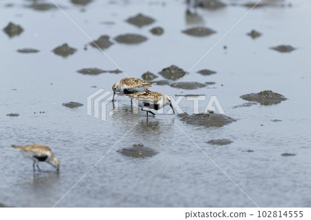 黑腹濱鷸 102814555