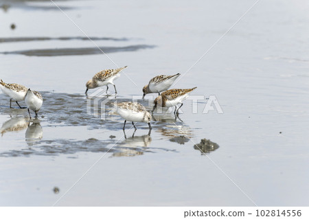 Miyubishigi Miyubishigi 102814556