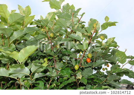 Gummy tree 102814712