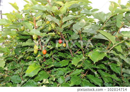 Gummy tree 102814714