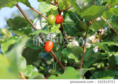 Gummy tree 102814721