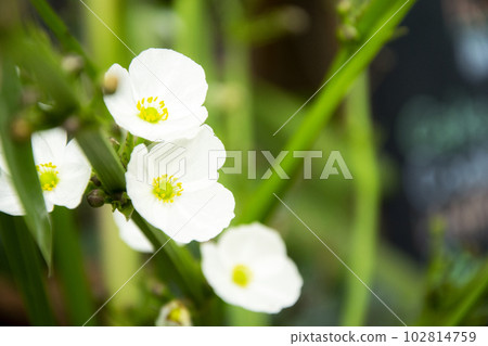 white flowers in the garden white flowers in the garden 102814759