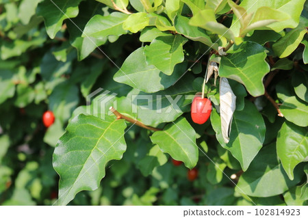 Gummy tree 102814923