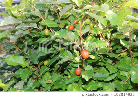 Gummy tree 102814925