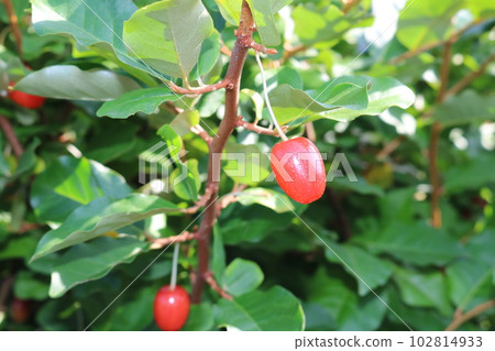 Gummy tree Gummy tree 102814933