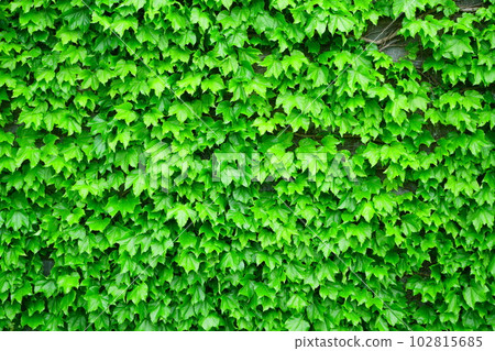 4581 Fresh green ivy 102815685