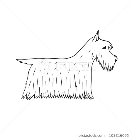 Vector hand drawn sketch Scottish terrier dog 102816095