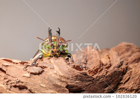 Nujiro stag beetle 102816120