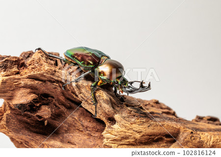 Nujiro stag beetle 102816124