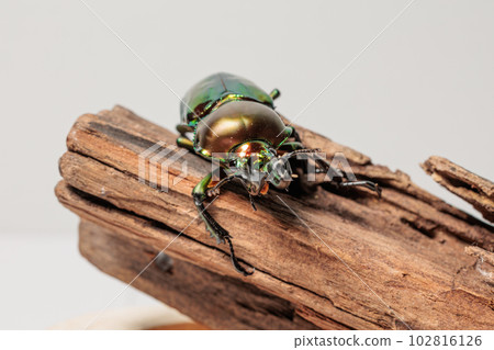 Nujiro stag beetle 102816126