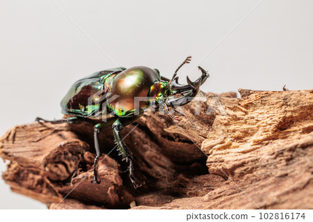 Nujiro stag beetle Nujiro stag beetle 102816174