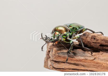 Nujiro stag beetle Nujiro stag beetle 102816178