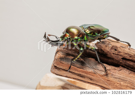 Nujiro stag beetle Nujiro stag beetle 102816179