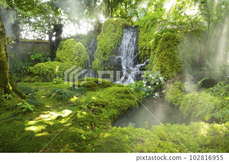 The Beautiful spring moss and fern in the garden under big trees, Chiang Mai, Thailand The Beautiful spring moss and fern in the garden under big trees, Chiang Mai, Thailand 102816955