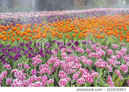 The Spring season concept background of Colorful tulip garden, outdoor day light 102816963